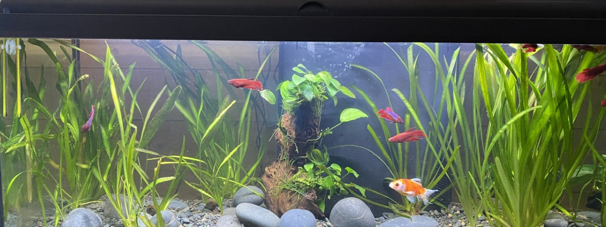 aquarium aquatlantis 150