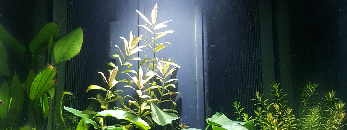 aquarium Mon aquarium en eau douce