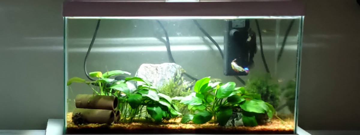 aquarium mini communautaire planté