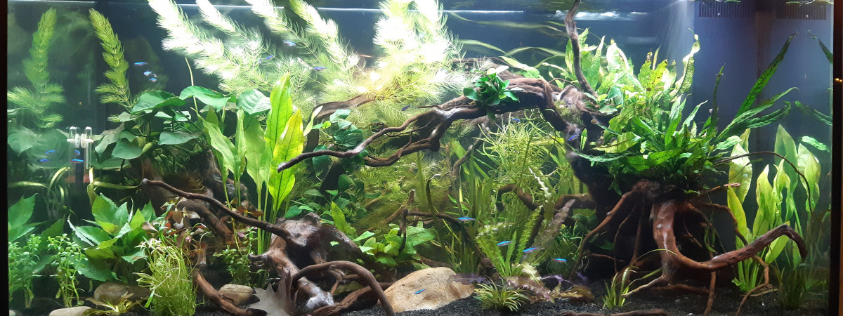aquarium Amazonien 350l