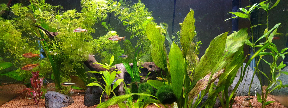 aquarium 85 L