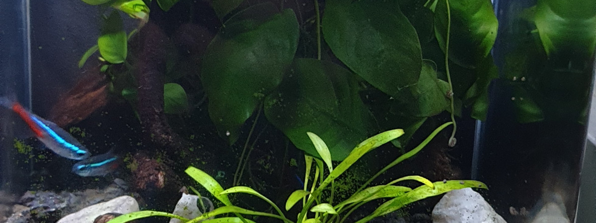 aquarium Nano