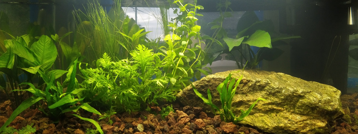 aquarium Granit House