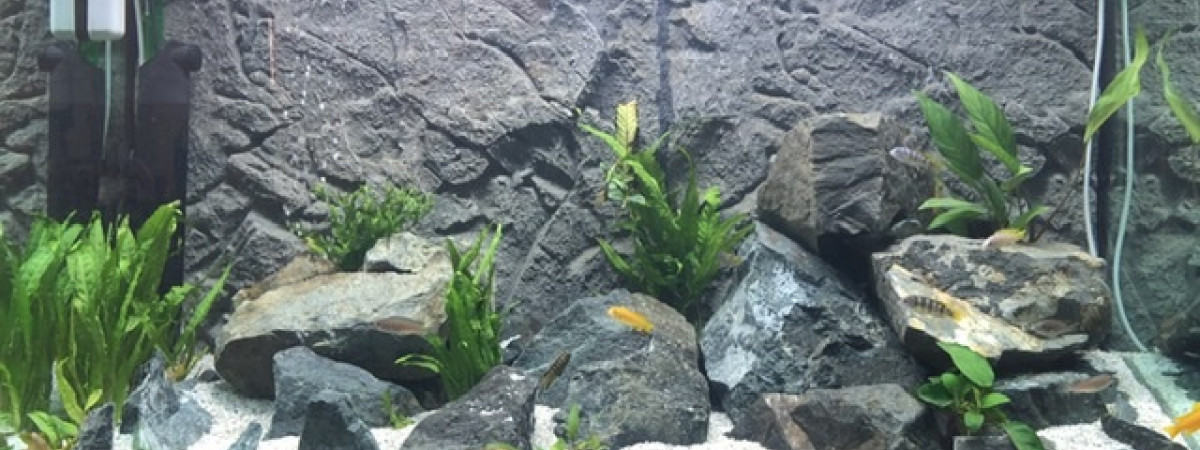 aquarium OSAKA 240L MALAWI