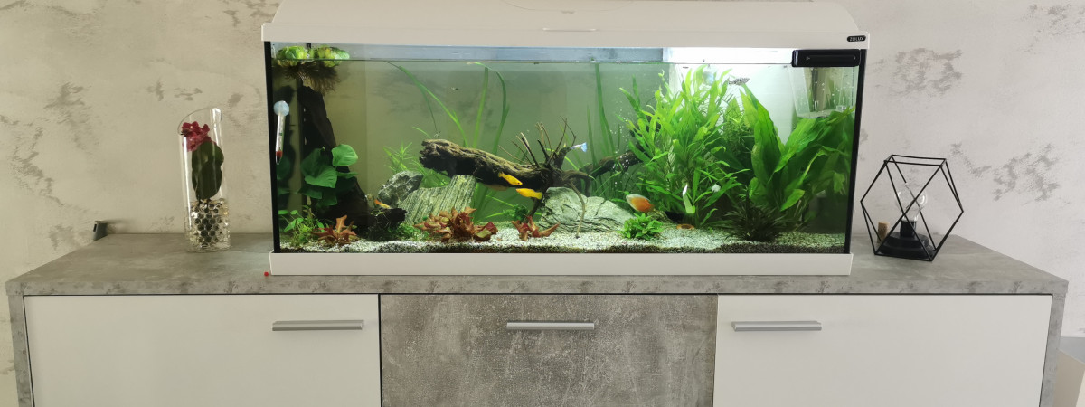aquarium 120L