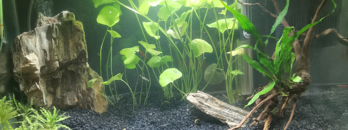 aquarium Nurserie