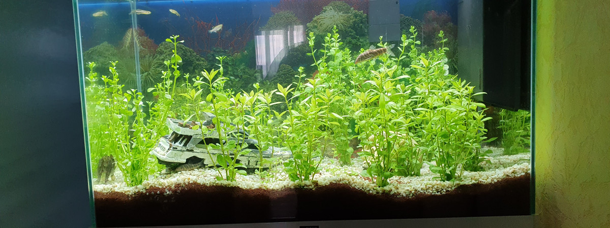 aquarium Tropical