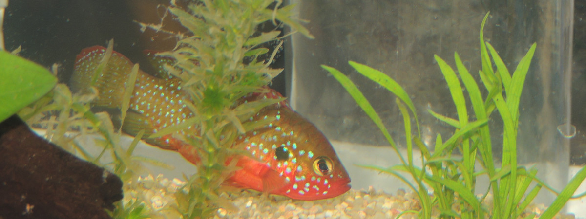aquarium force1