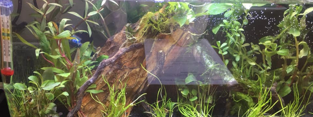 aquarium Betta