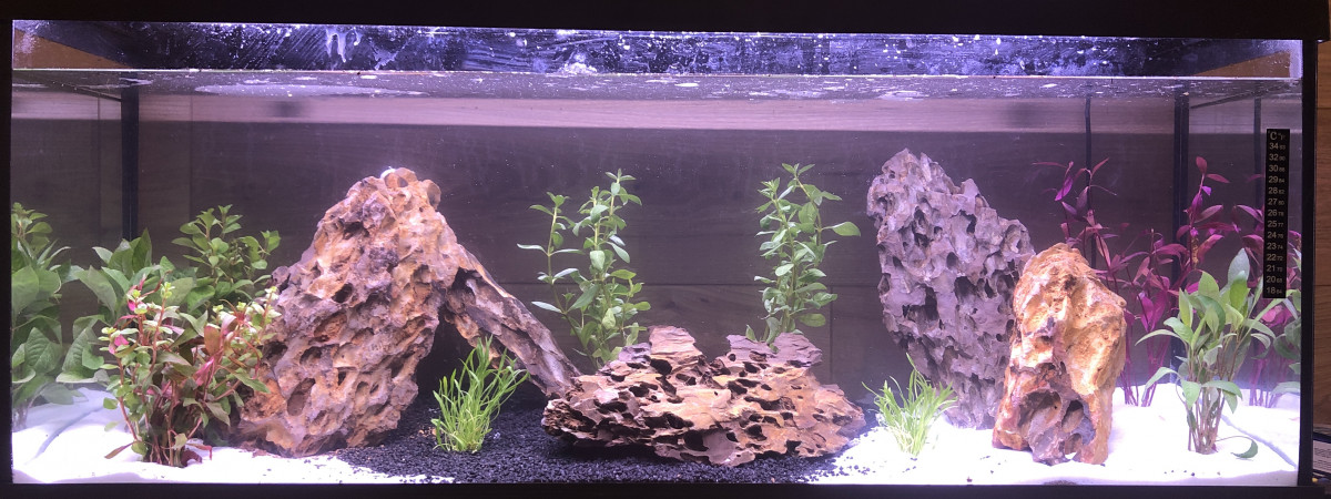 aquarium Biotope amazonien