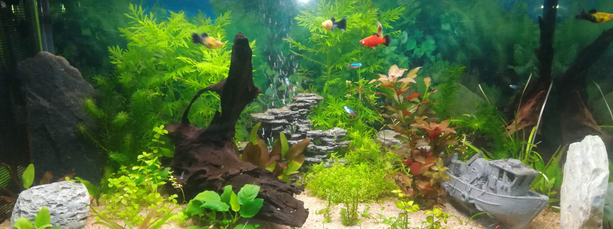 aquarium 230 Litres