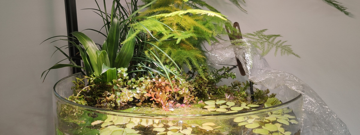 aquarium Style Wabi kusa 22L ARRET 8 SEPTEMBRE 2021