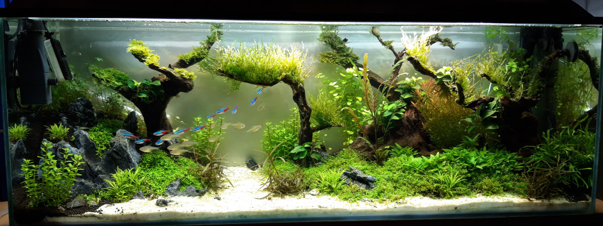 aquarium Aquascaping test