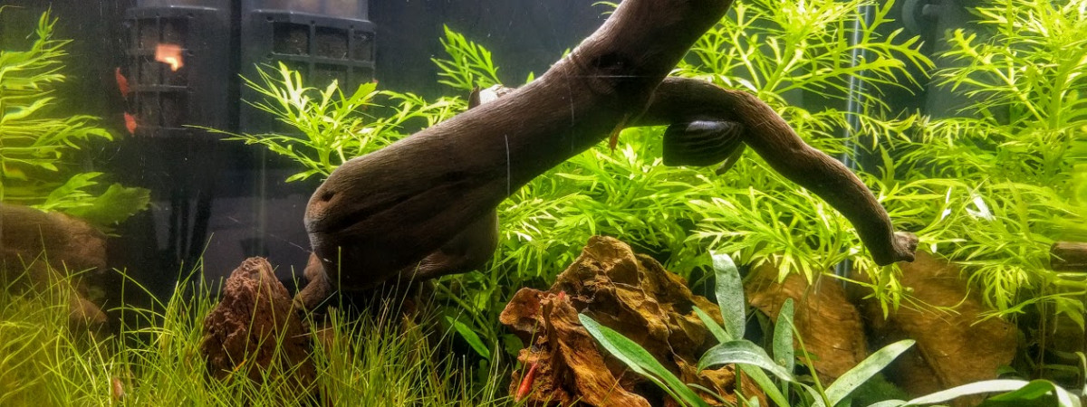 aquarium Dennerle 30l red cherry