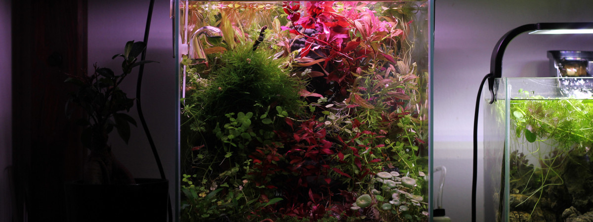 aquarium Le monde perdu