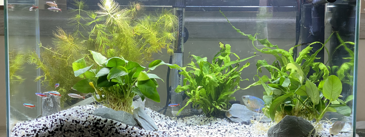 aquarium Ciano 60L