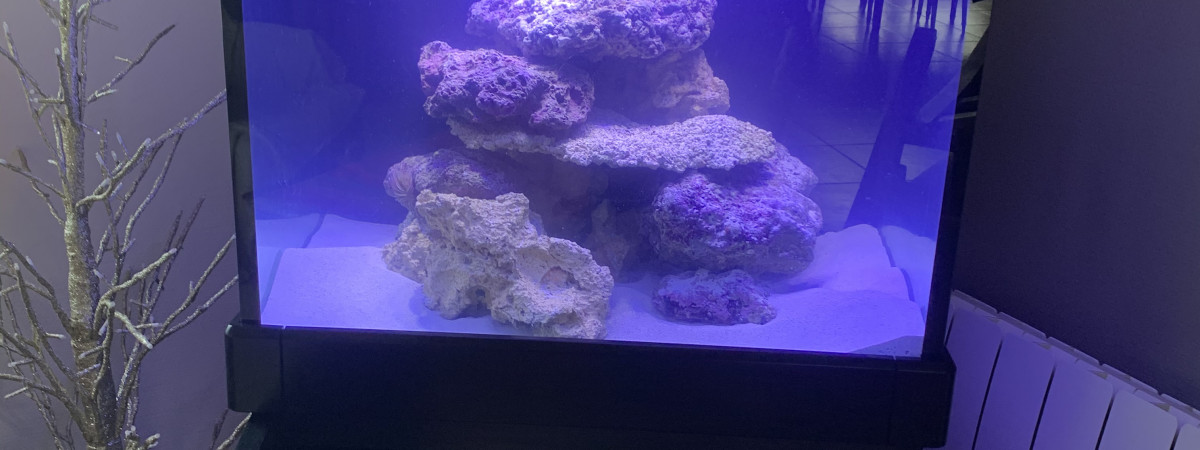 aquarium Recifal