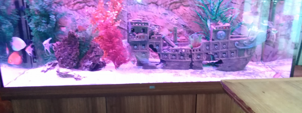aquarium Eden