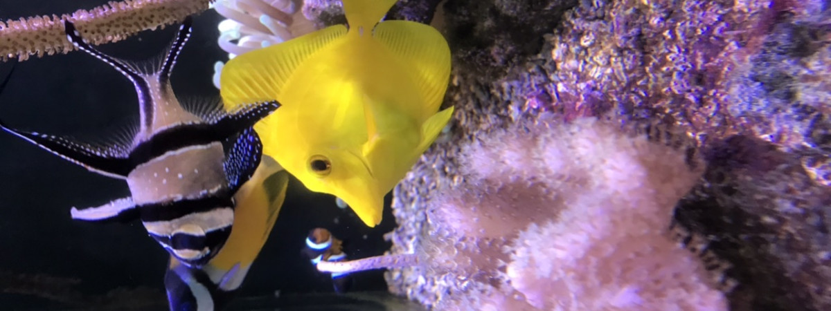 aquarium Marin tropical