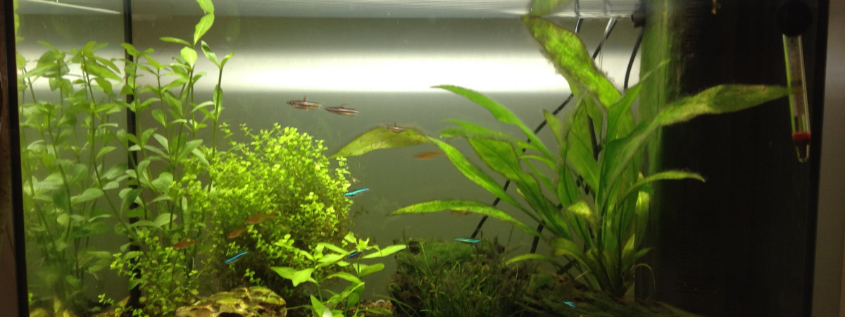 aquarium Aquamaison