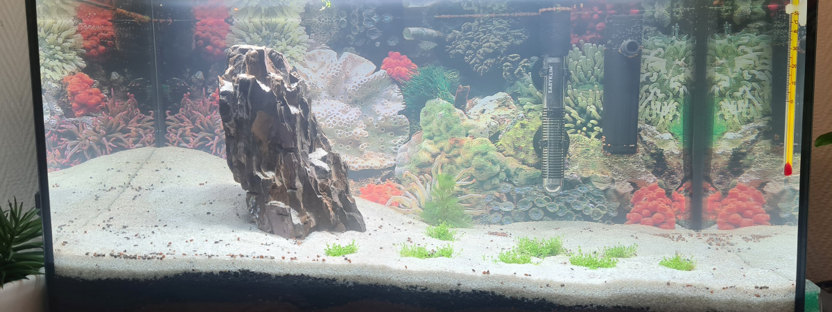 aquarium Mon Second Aquarium