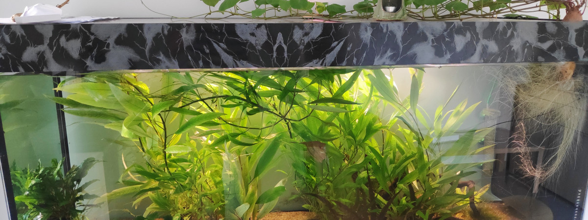 aquarium Amazonien
