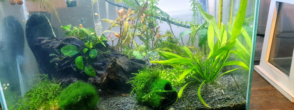 aquarium Nano bac