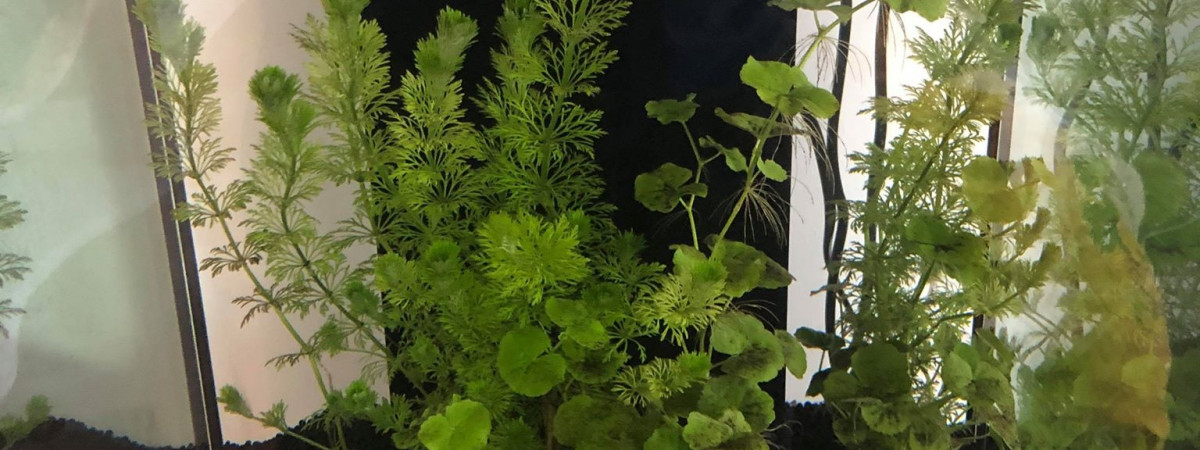 aquarium Aquarium 105 Litres