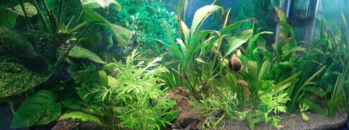 aquarium Aquarium de 60L