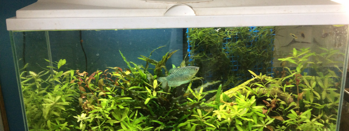 aquarium Familyland