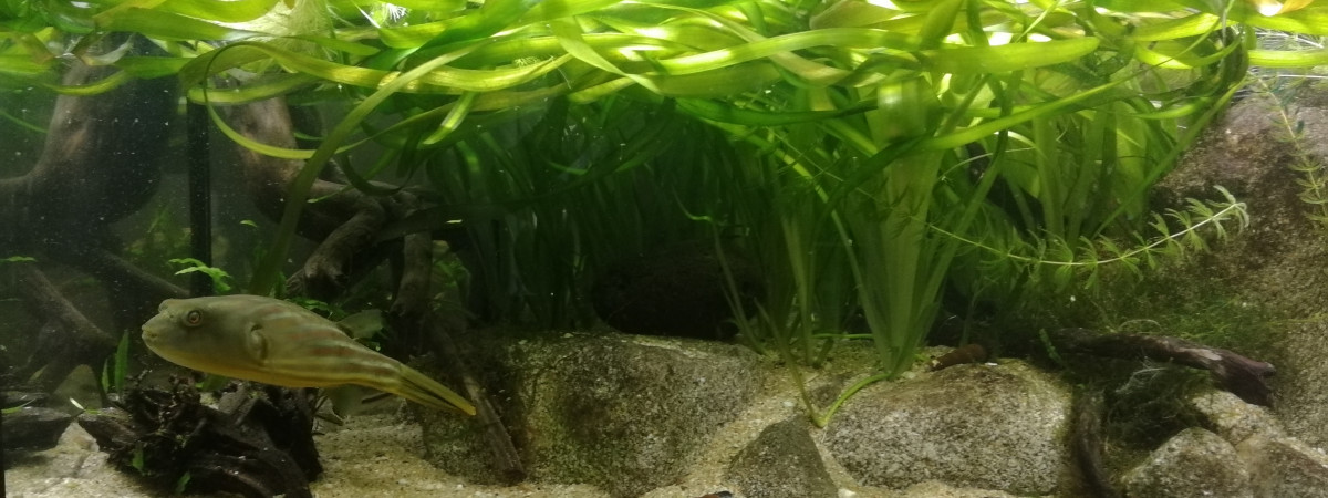aquarium Bac Tetrodon