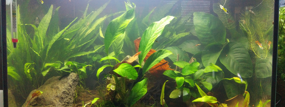 aquarium 50L