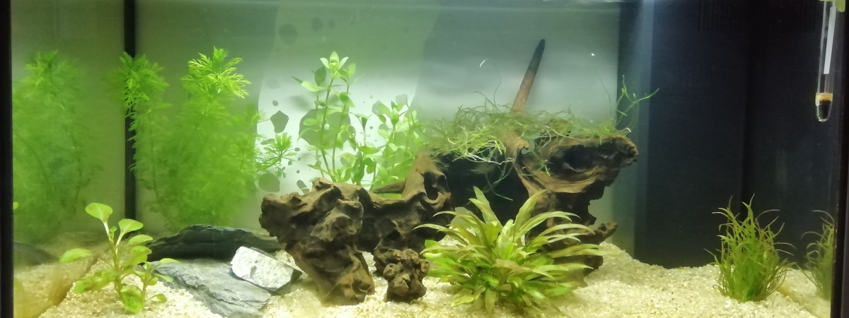 aquarium Mon aquarium