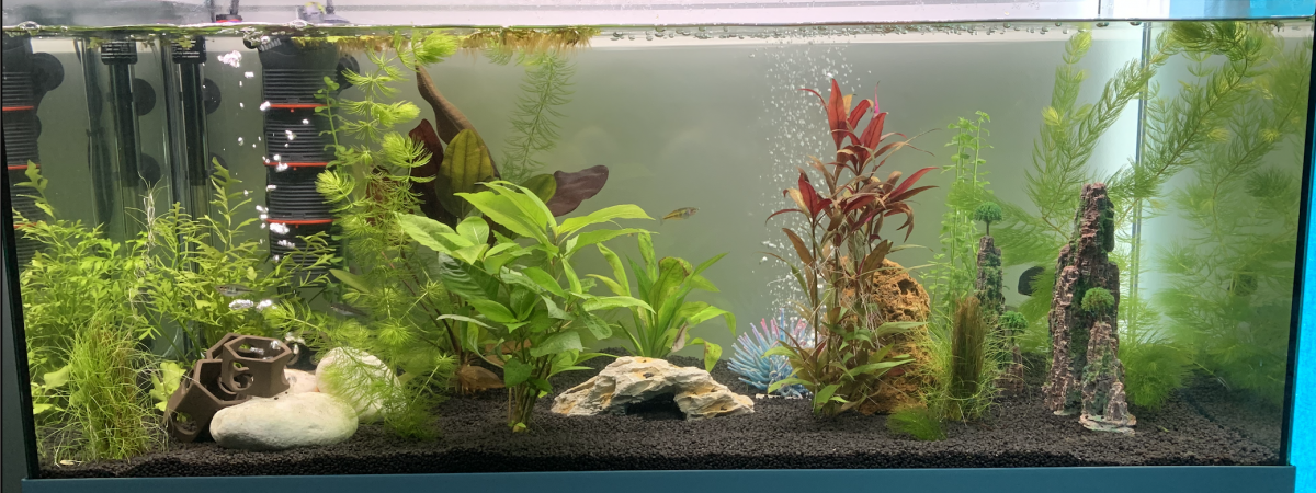 aquarium Quand c est trop c est tropicaux