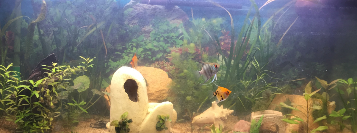 aquarium Exotique