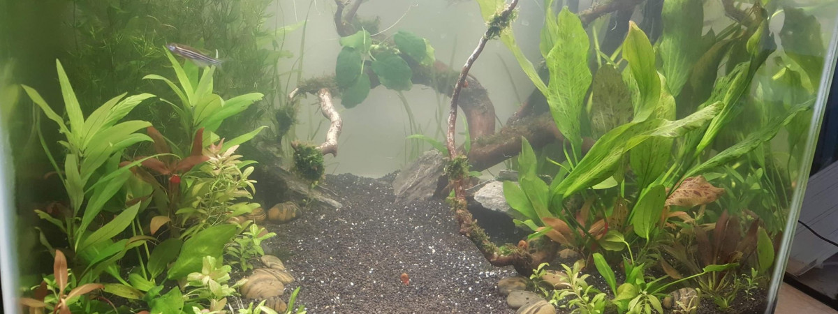 aquarium 130L Communautaire - Biotope Asiatique