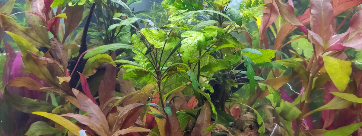 aquarium Australe