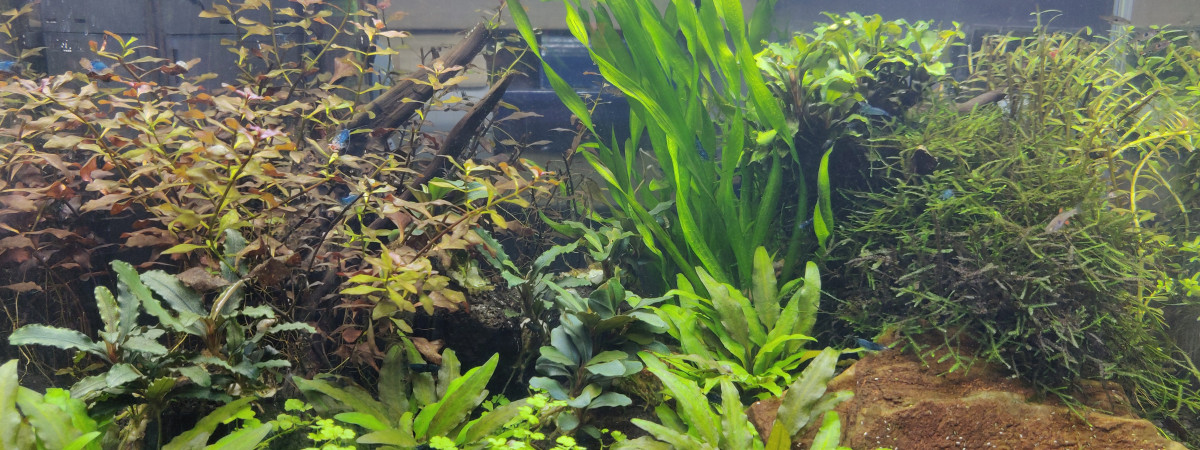 aquarium Naevus