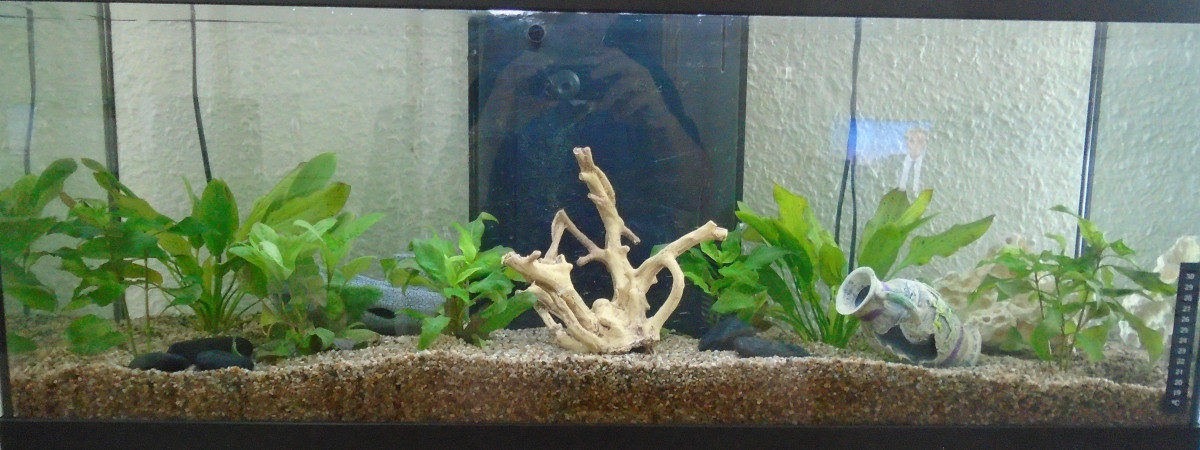 aquarium Sans prétention