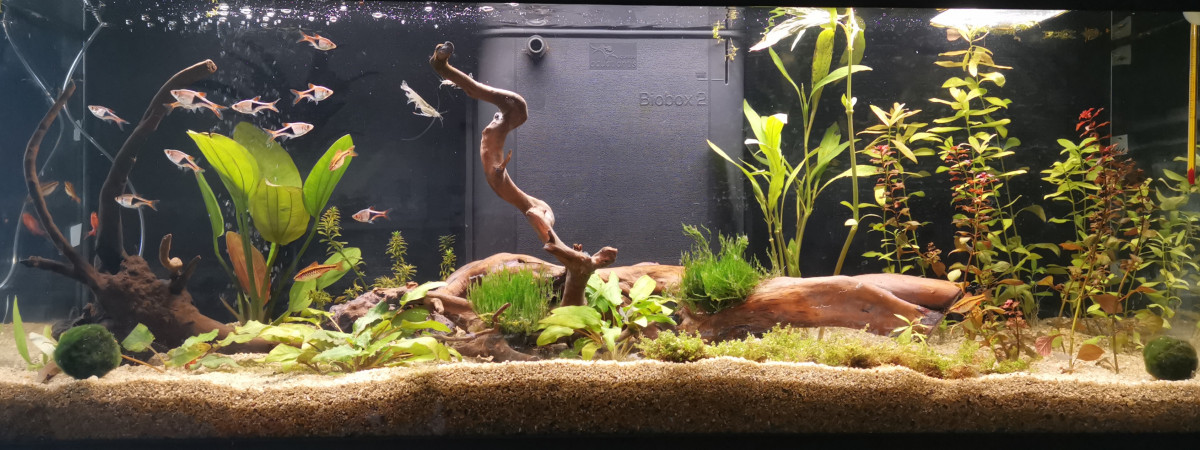 aquarium Aquarium biotope asiatique