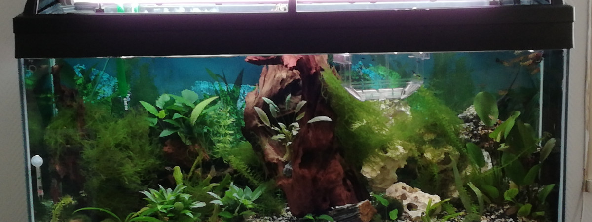 aquarium Romaelis
