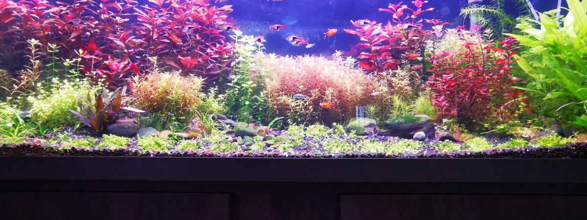 aquarium Hollandais