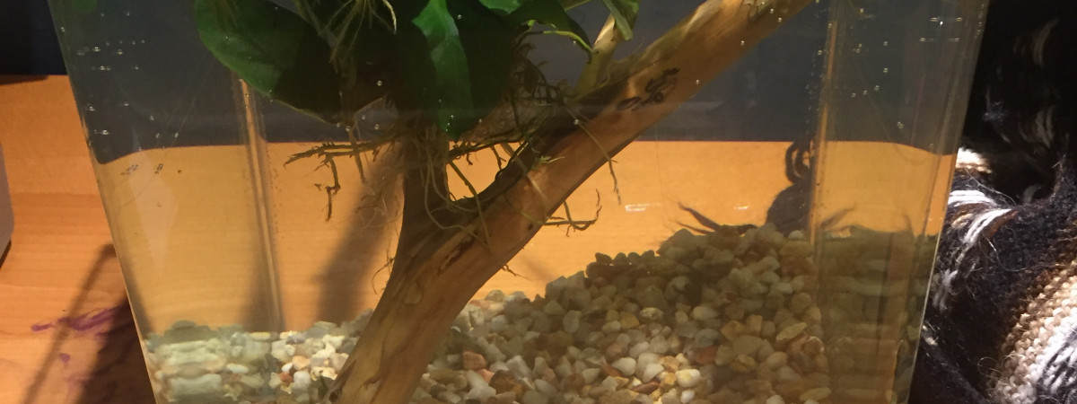 aquarium Début aquarium nano 10L