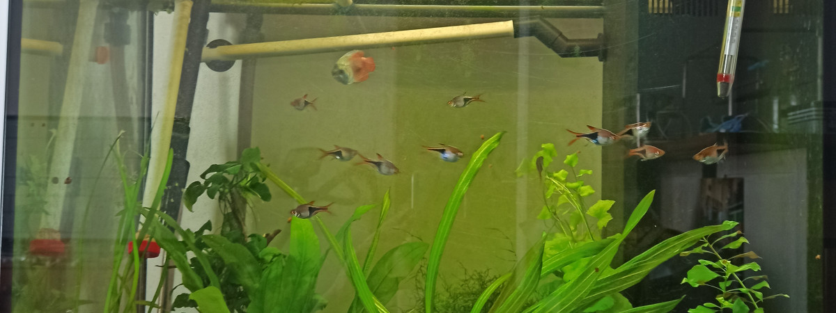 aquarium Juwel Lido 120