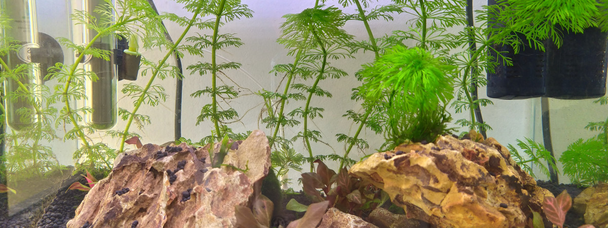 aquarium Aquarium à crevette 30L