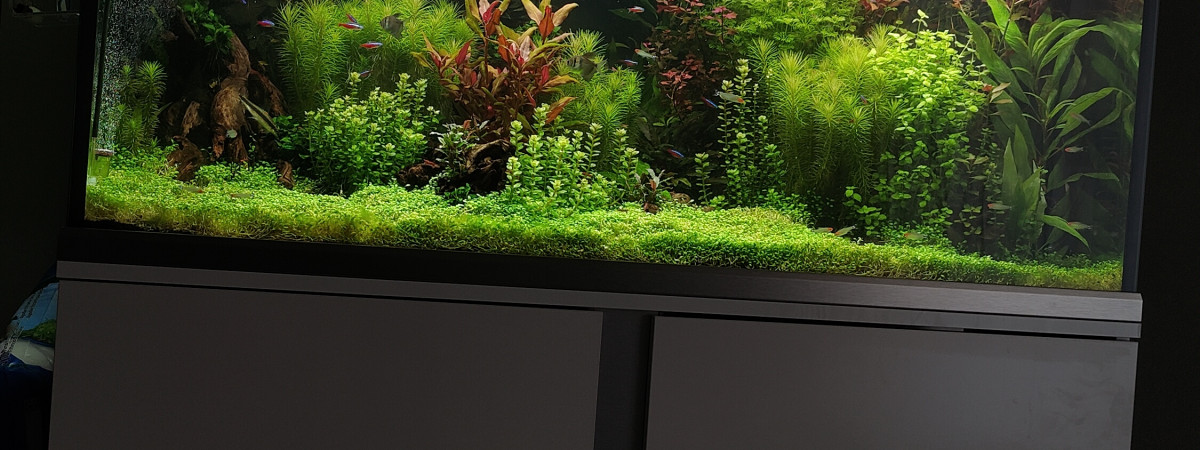 aquarium Eheim 320L