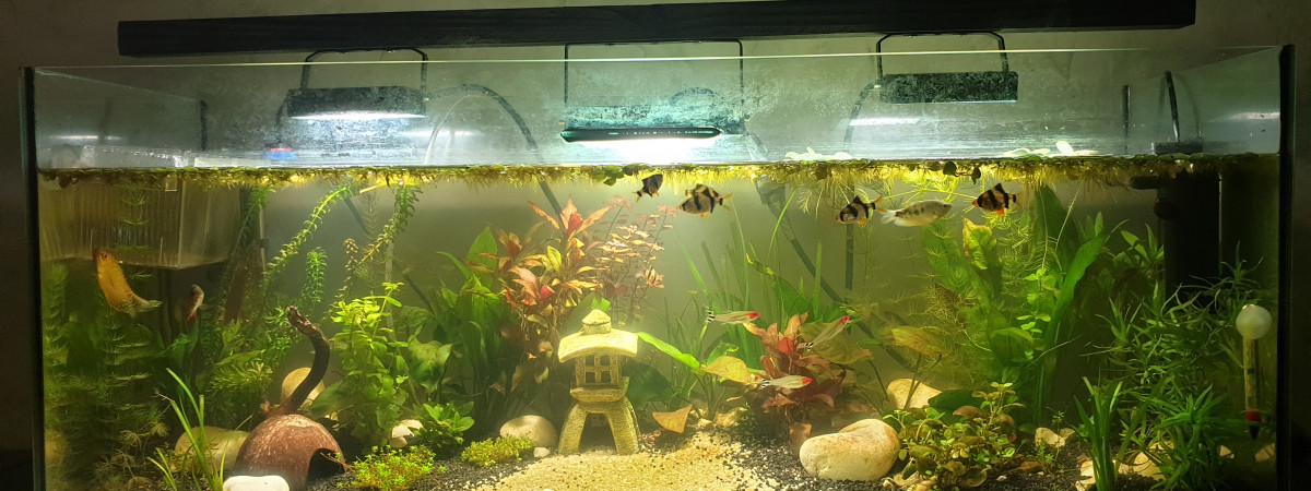 aquarium Bac 1OOL