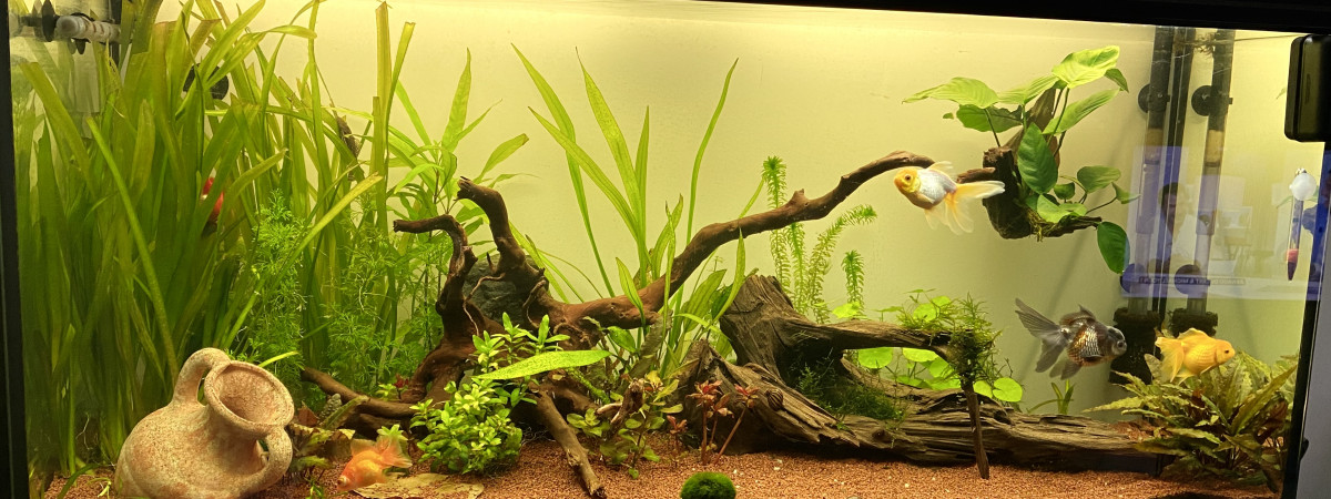 aquarium 250L