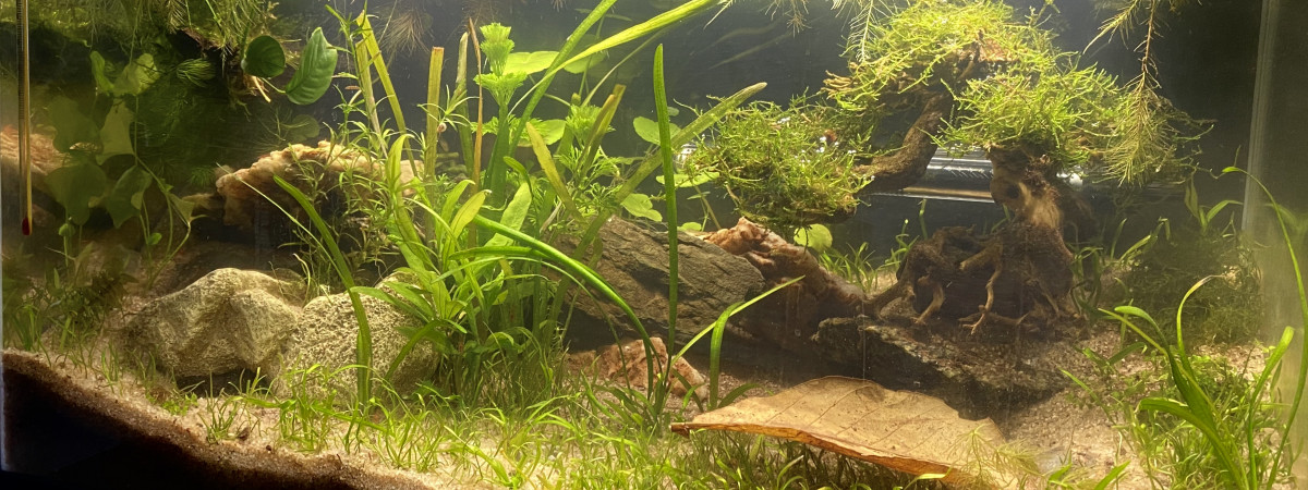 aquarium 60L Low-tech
