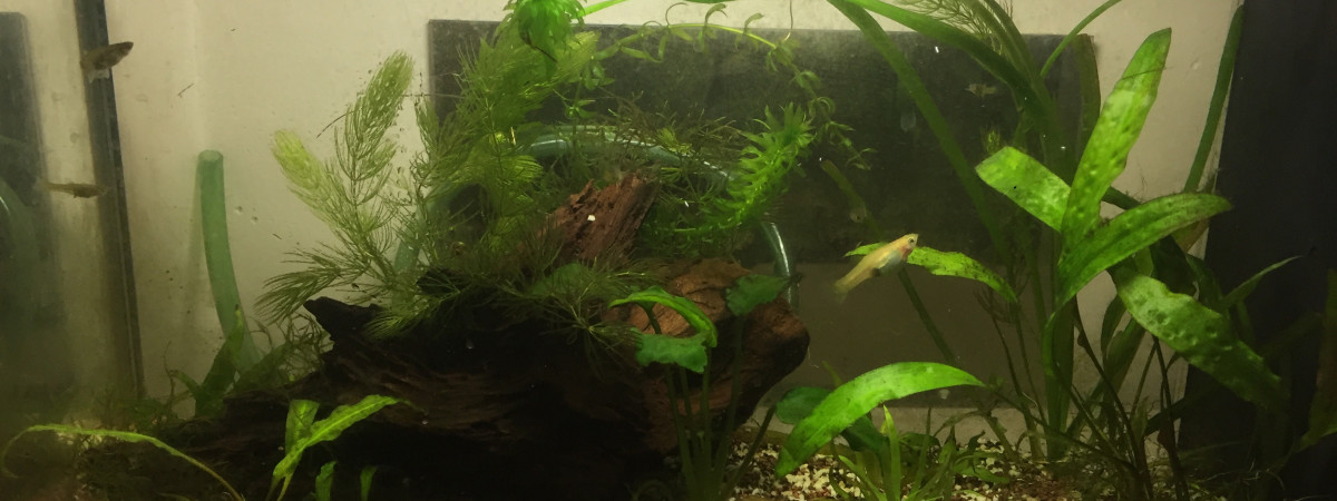 aquarium My first aquarium